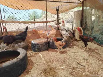 ديك فارسي وديك باكستاني ودجاج باكستاني واحده منهم فارسي 1