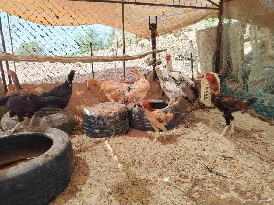 ديك فارسي وديك باكستاني ودجاج باكستاني واحده منهم فارسي index