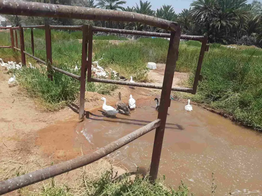 The Duck will be sold.location hail Barzan.phone index