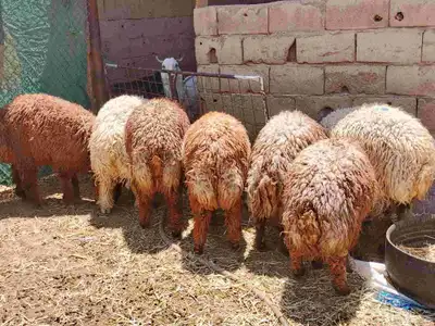 السلام عليكم أعرض خروفان أوزان العدد7 0