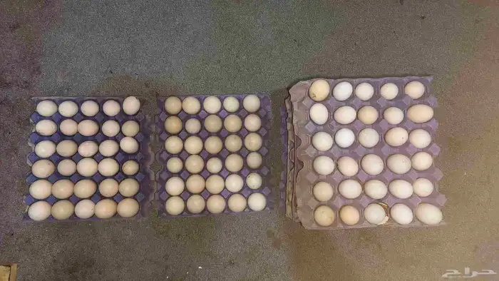 متاح بفضل الله بيض بط مصري وبط بكيني بيض بط للبيع 2