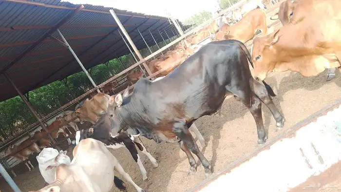 معنا ثنتين بقر حبه دار وحبه ملقح ومعنا عجول البلدي رقم واحد 4