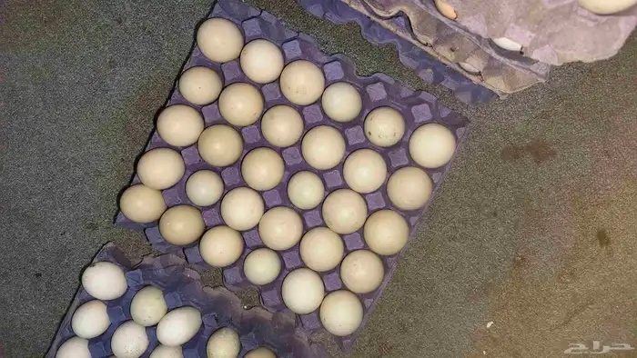 متاح بفضل الله بيض بط مصري وبط بكيني بيض بط للبيع 0