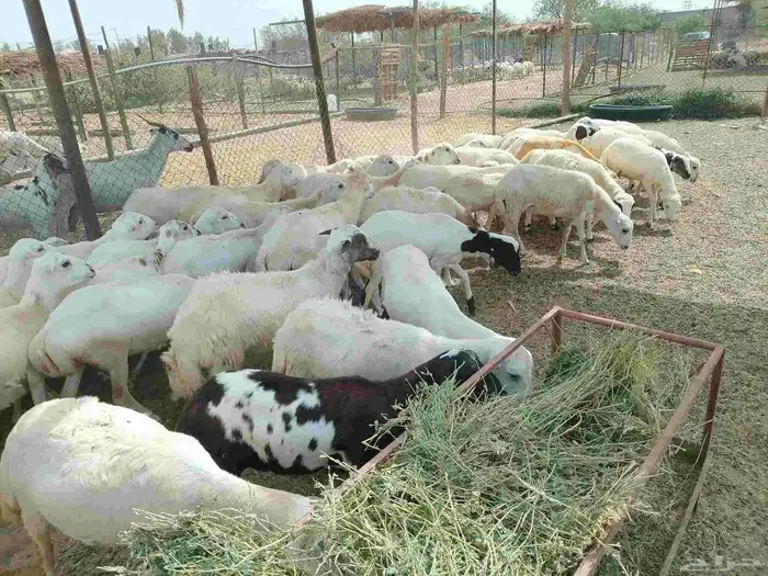 رخيل بلدي اعمارها من خمسه شهور الى سته اشهر 1