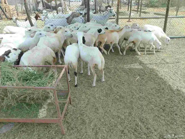 رخيل بلدي اعمارها من خمسه شهور الى سته اشهر 2