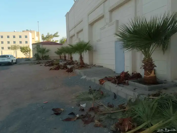 تكريب الواشنطونيا والنخيل وتنسيق الحدائق 7