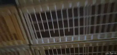 شبوك نقل للبيع شبوك صفر 1