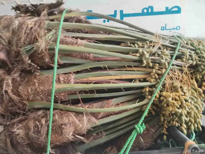يوجد لدينا 21نخله 2