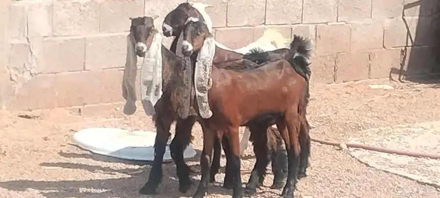 جفار هولندي العدد 3 جفار 1 تيس index