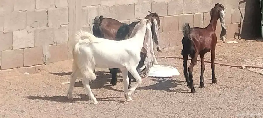جفار هولندي العدد 3 جفار 1 تيس index