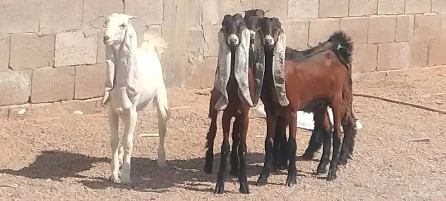 جفار هولندي العدد 3 جفار 1 تيس index