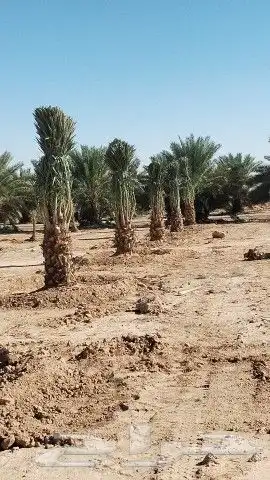 نخل مشكل فاخر جميع الأنواع متوفره 5