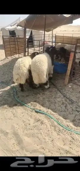 ذبايح 1