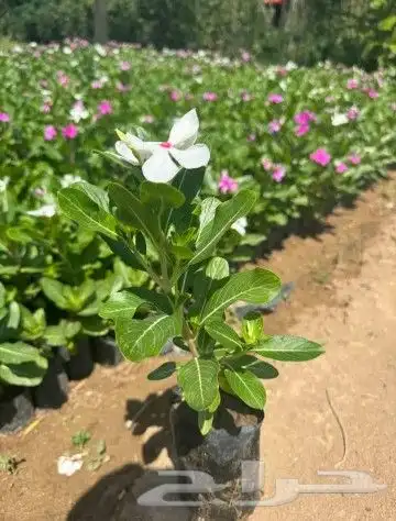 مشتل زراعي بأسعار مناسبة 26