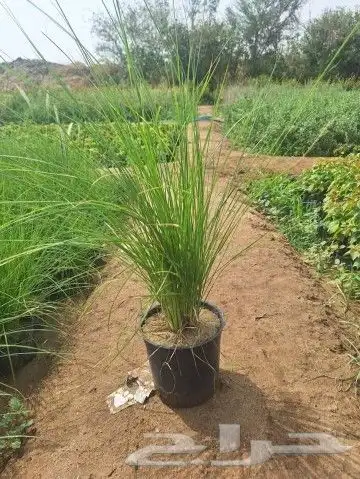 مشتل زراعي بأسعار مناسبة 23