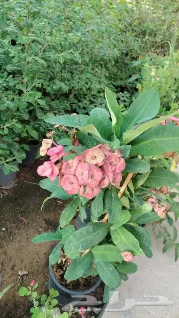 مشتل زراعي بأسعار مناسبة 28