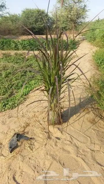 مشتل زراعي بأسعار مناسبة 24