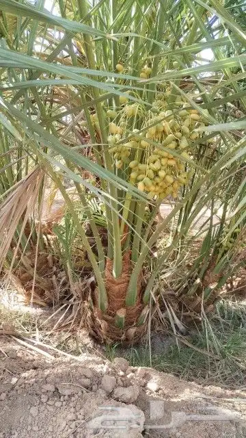 يوجد لدينا جميع انواع النخيل المثمره وجميع المقاسات المختلفه 3