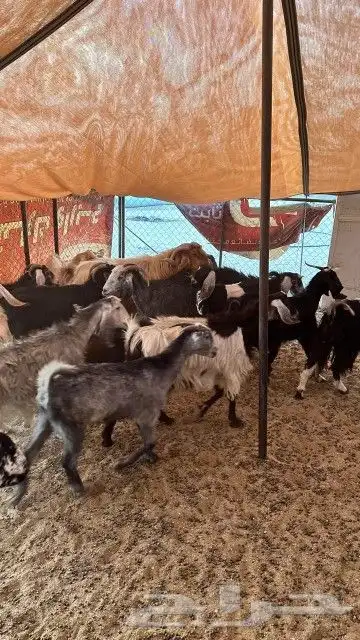 الغنم معزا اب فحل 5