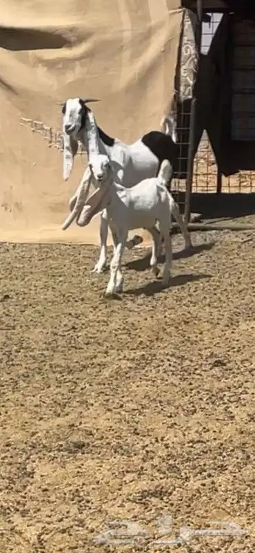 عرض رقم 55 0