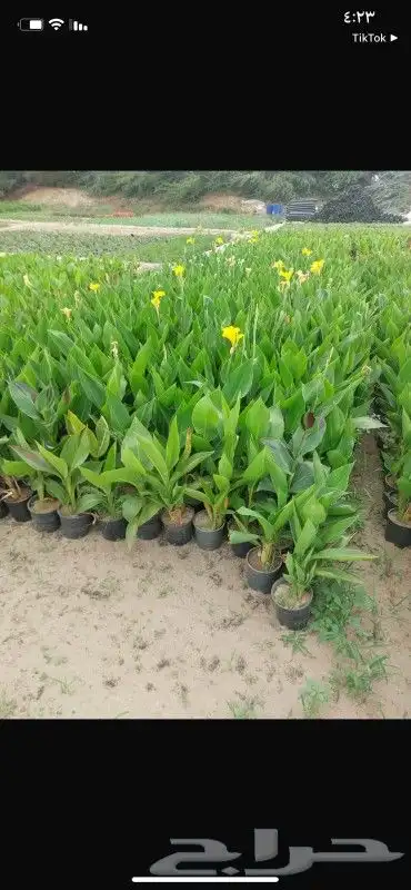 مشتل زراعي بأسعار مناسبة 31