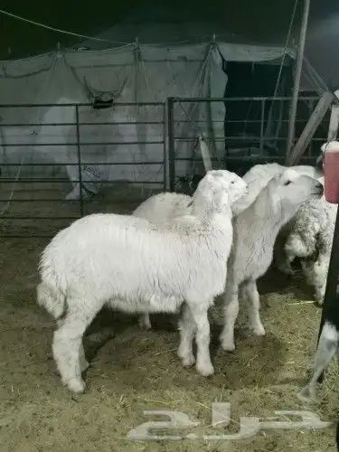 ذبايح 4