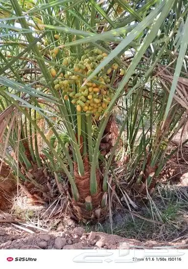 يوجد لدينا جميع انواع النخيل المثمره وجميع المقاسات المختلفه 7