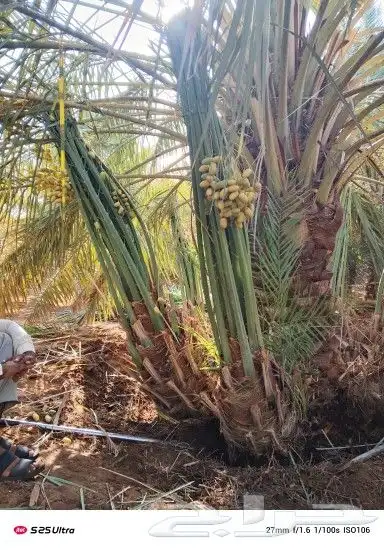 يوجد لدينا جميع انواع النخيل المثمره وجميع المقاسات المختلفه 8