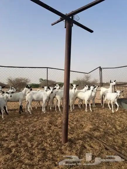 جفار بلدي للبيع جنوب القنفذة 2