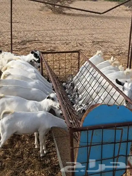 جفار بلدي للبيع جنوب القنفذة 3