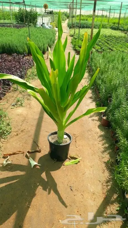 مشتل زراعي بأسعار مناسبة 0