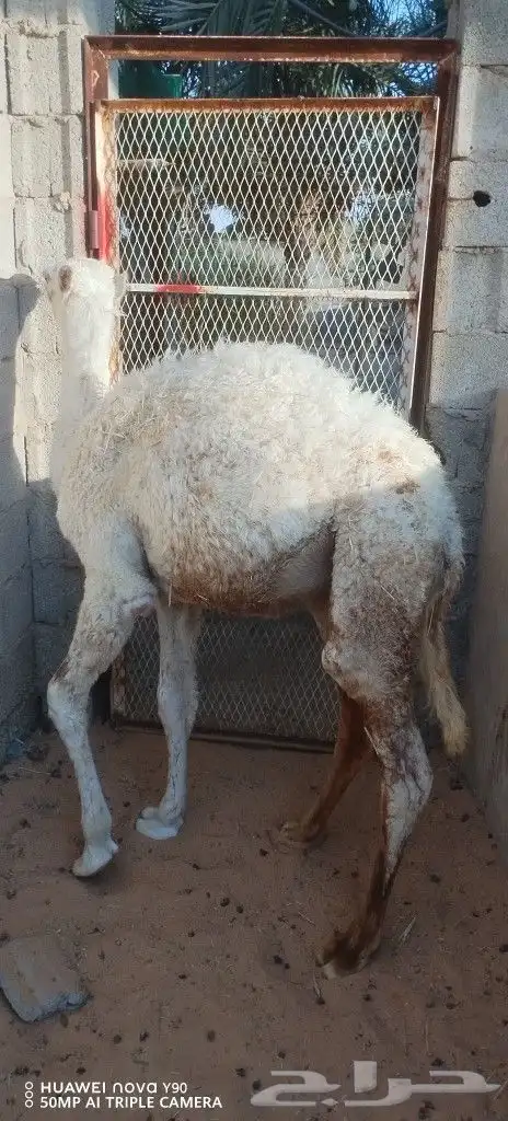 قعدان 0