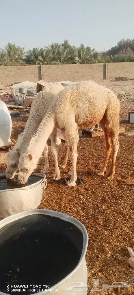 قعدان 1