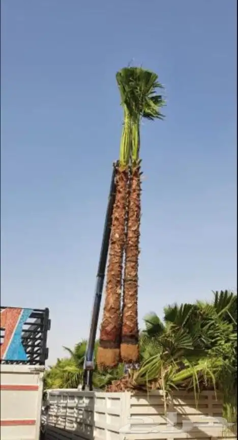 يوجد لدينا نخل واشنطني زينه بكل المقاسات وبسعار مناسبه 5
