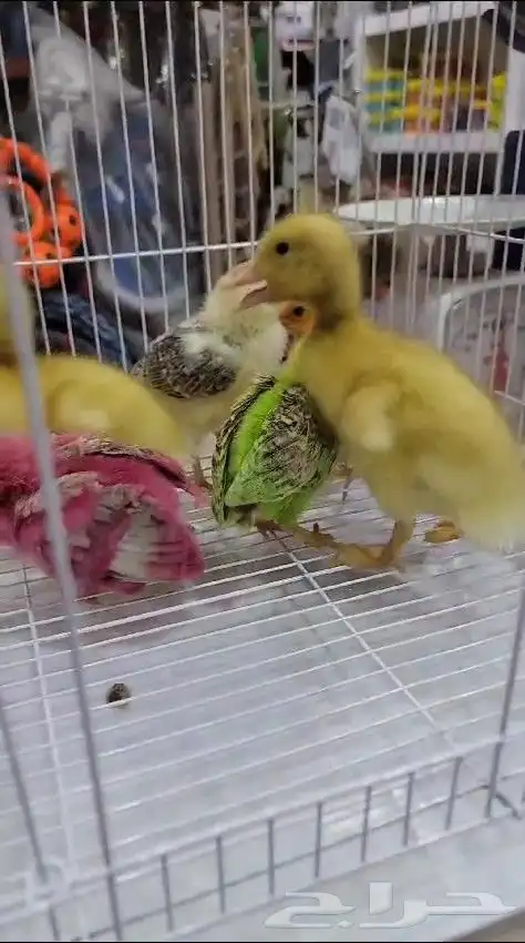صيصان .. دجاج .. بط صغير.. ارانب صغار 7