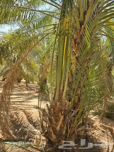 يوجد لدينا جميع انواع النخيل المثمره وجميع المقاسات المختلفه 2