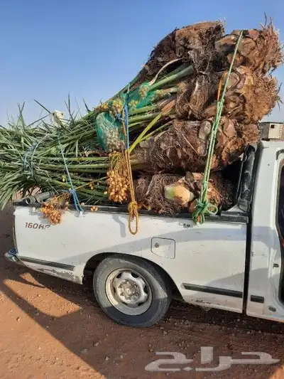 يوجد لدينا جميع انواع النخيل المثمره وجميع المقاسات المختلفه 1