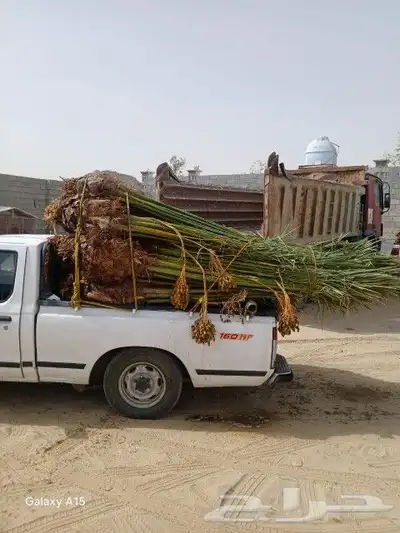 يوجد لدينا جميع انواع النخيل المثمره وجميع المقاسات المختلفه 10