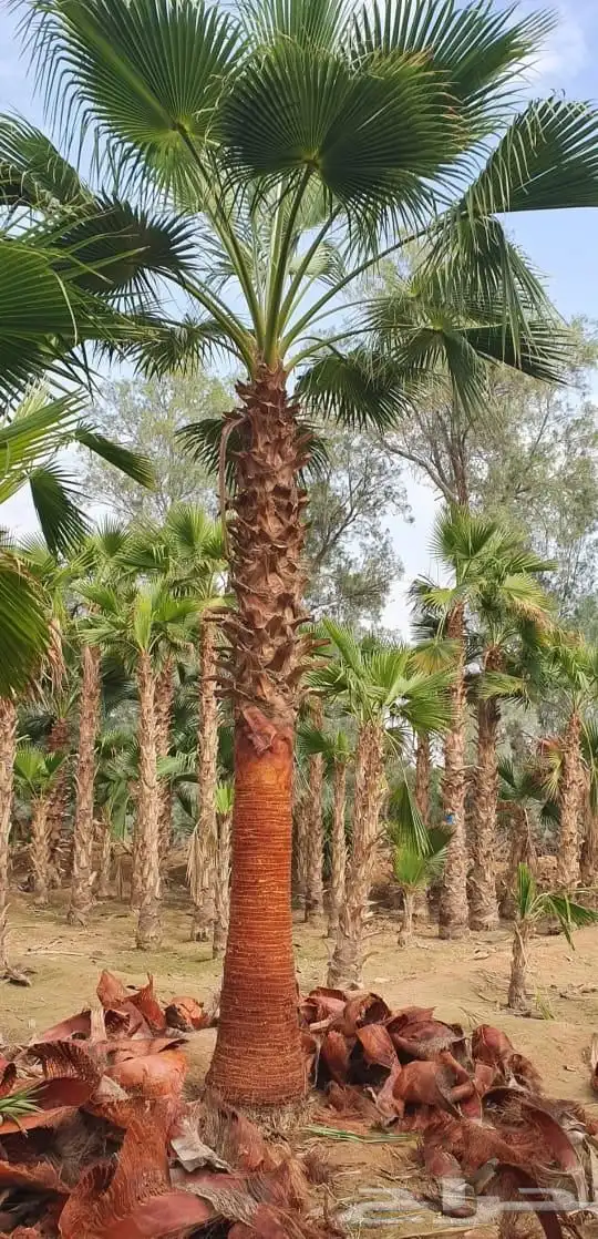 نخل واشنطني 4