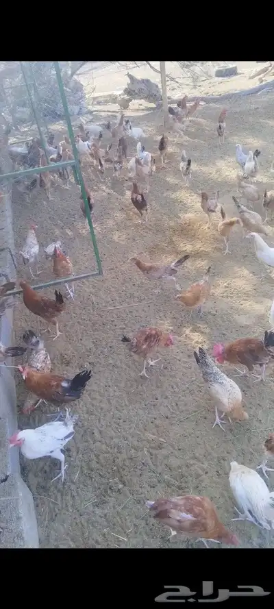 يوجد. ديكه و دجاج مشكله. العمر 5شهور 5