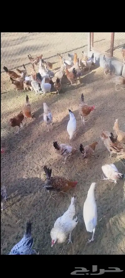 يوجد. ديكه و دجاج مشكله. العمر 5شهور 1