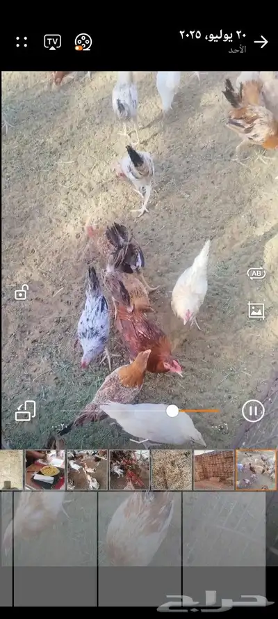 يوجد. ديكه و دجاج مشكله. العمر 5شهور 2
