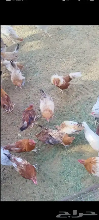يوجد. ديكه و دجاج مشكله. العمر 5شهور 0