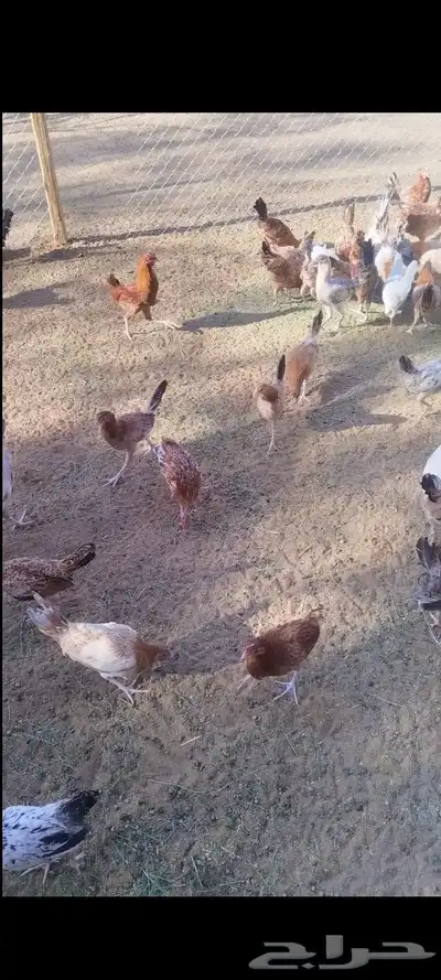 يوجد. ديكه و دجاج مشكله. العمر 5شهور 4