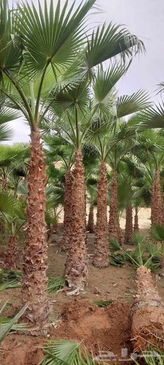 نخل واشنطني 2