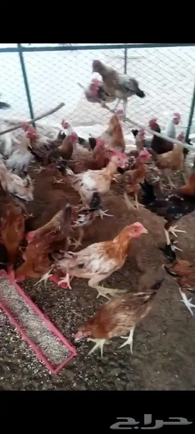 يوجد. ديكه و دجاج مشكله. العمر 5شهور 6