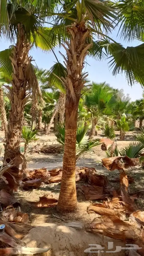 نخل واشنطني 6