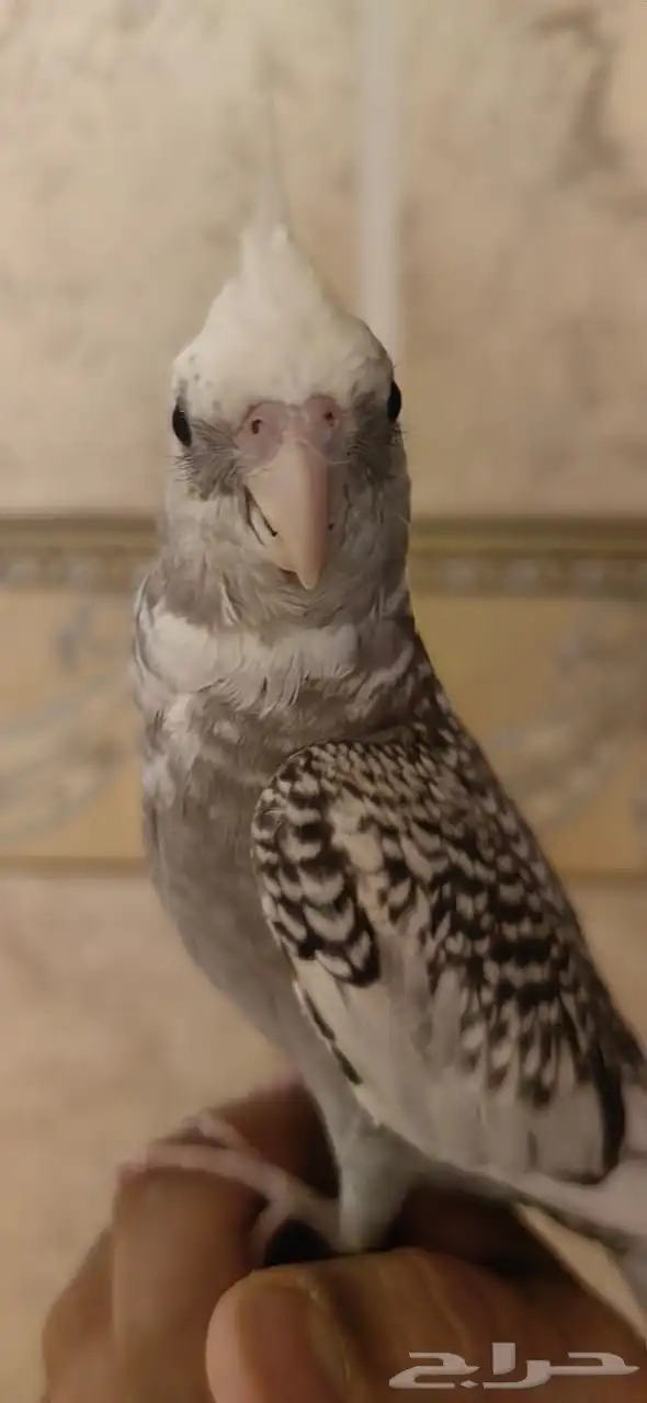 كروان هولندي أليف 2