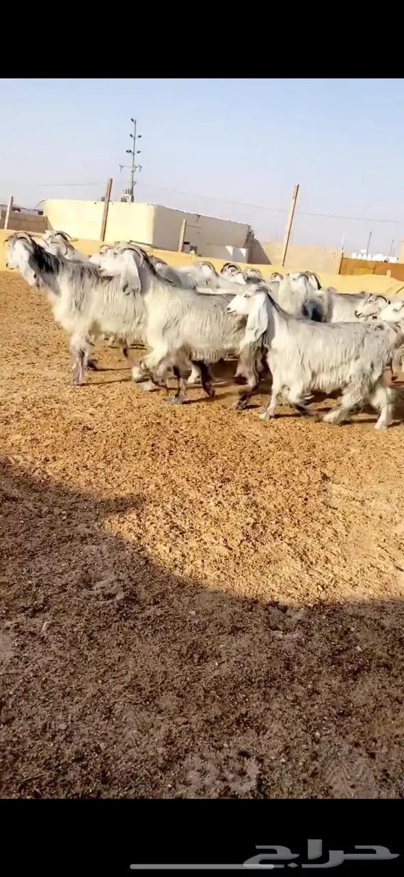معزا عوارض index