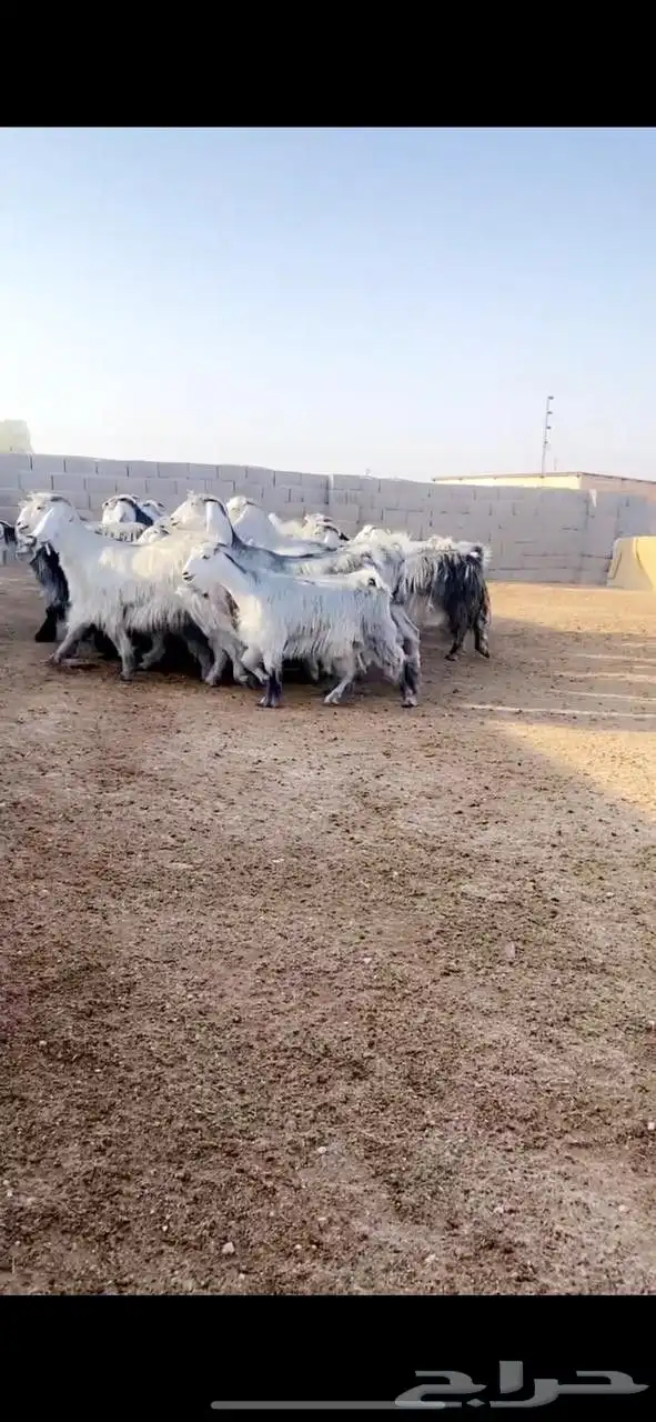 معزا عوارض index